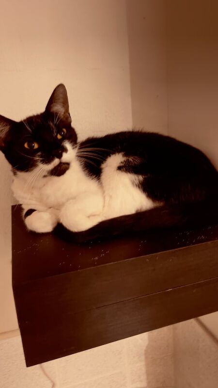 Ragdoll kittens for sale in Halesowen, West Midlands – 1 year old