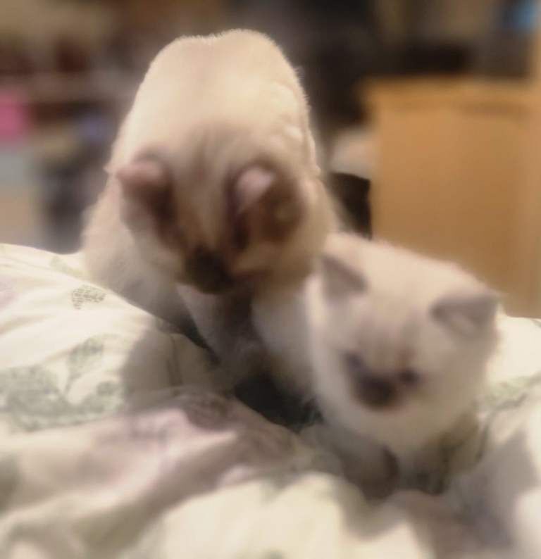 Ragdoll Kittens For Sale