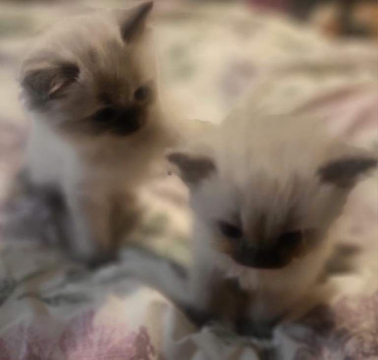 Cats - Image 2 of 5