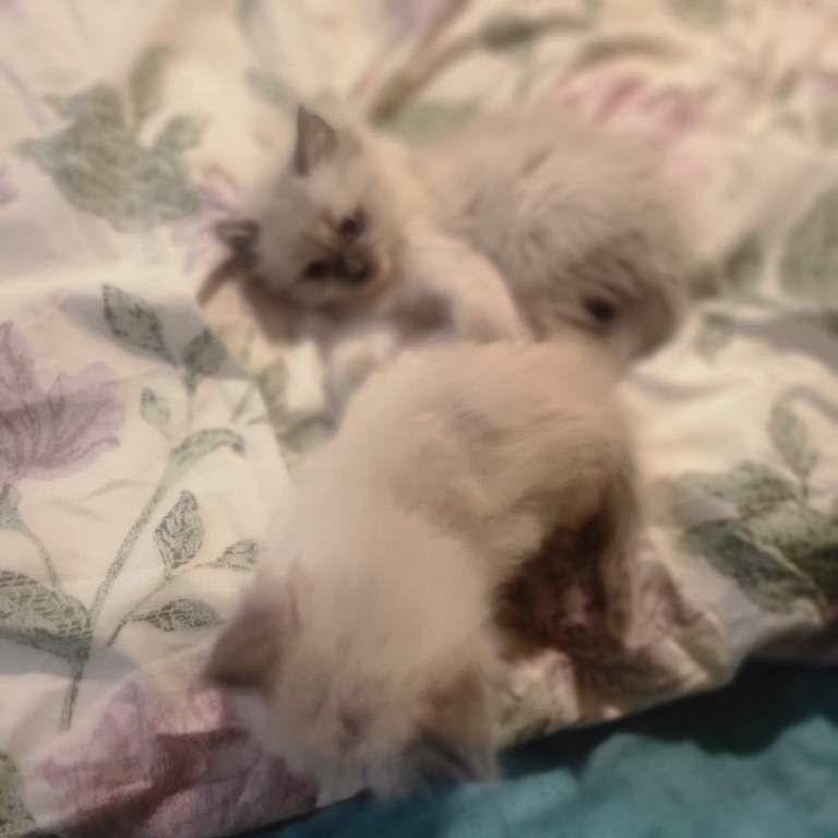 Cats - Image 3 of 5