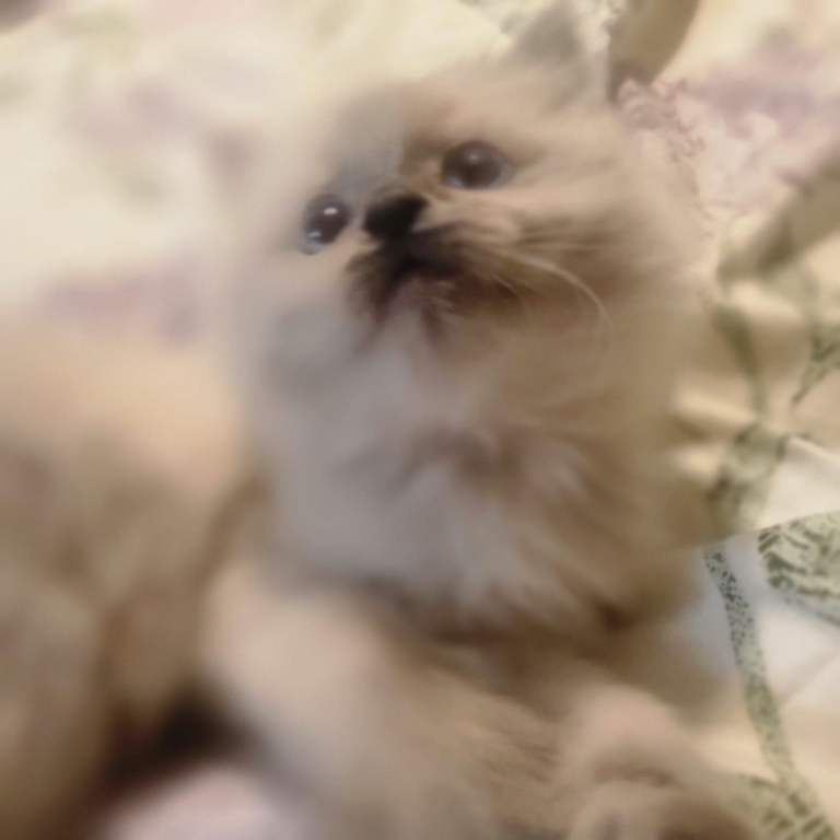 Cats - Image 5 of 5