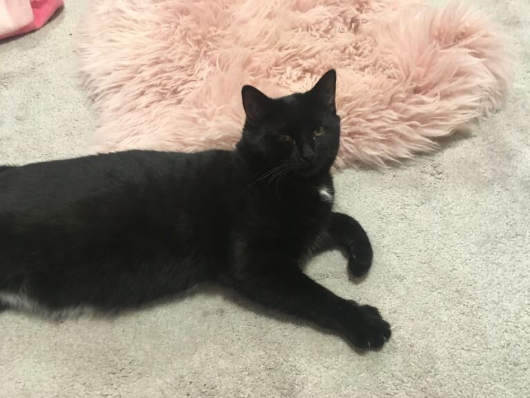 Ragdoll kittens for sale in Trafford Park, Manchester – 6 months old
