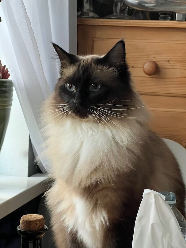 Ragdoll kittens for sale in Brighton, East Sussex – 3 years old