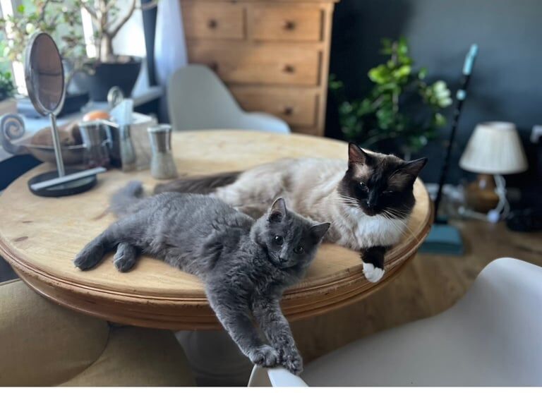 Ragdoll kittens for sale in Brighton, East Sussex – 3 years old - Image 2 of 3