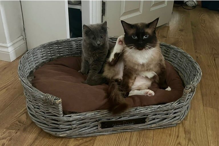 Ragdoll kittens for sale in Brighton, East Sussex – 3 years old - Image 3 of 3