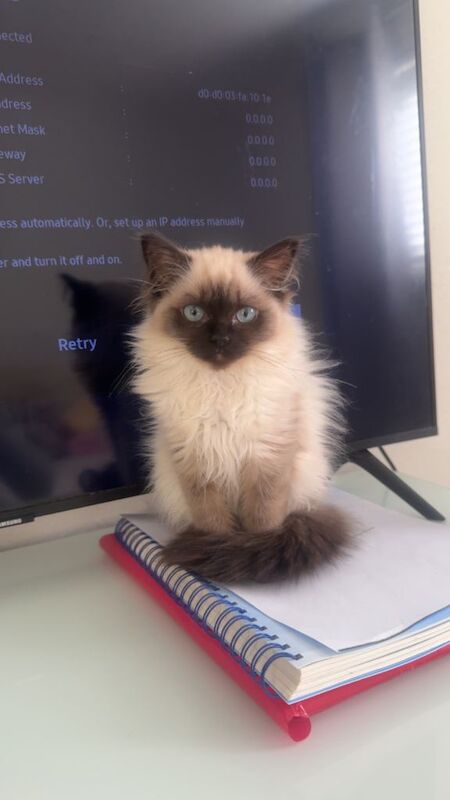 Ragdoll Kittens For Sale