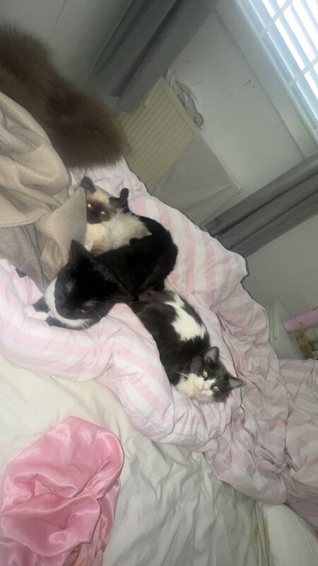 Cats -ragdoll - Image 2 of 5