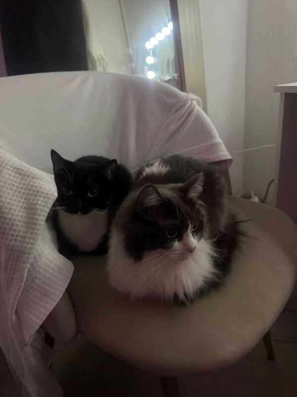 Cats -ragdoll - Image 3 of 5