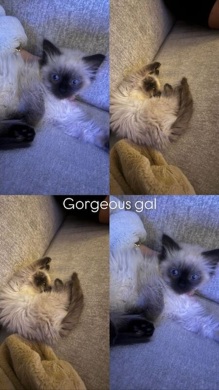 Cats -ragdoll - Image 5 of 5