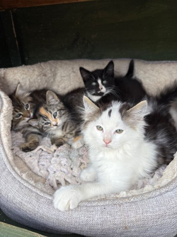Ragdoll kittens for sale in Dunstable, Bedfordshire – 11 weeks old