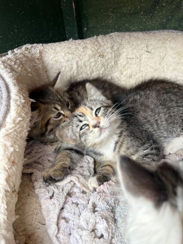 Ragdoll kittens for sale in Dunstable, Bedfordshire – 11 weeks old - Image 2 of 3