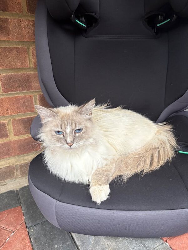 Ragdoll kittens for sale in Dunstable, Bedfordshire – 11 weeks old - Image 3 of 3