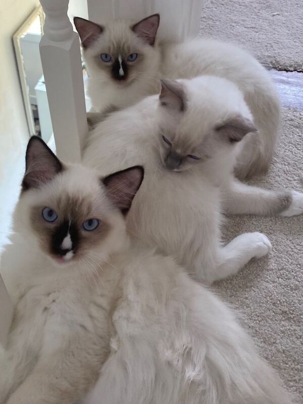 Champion Bloodline Ragdoll GCCF Pedigree Kittens for sale