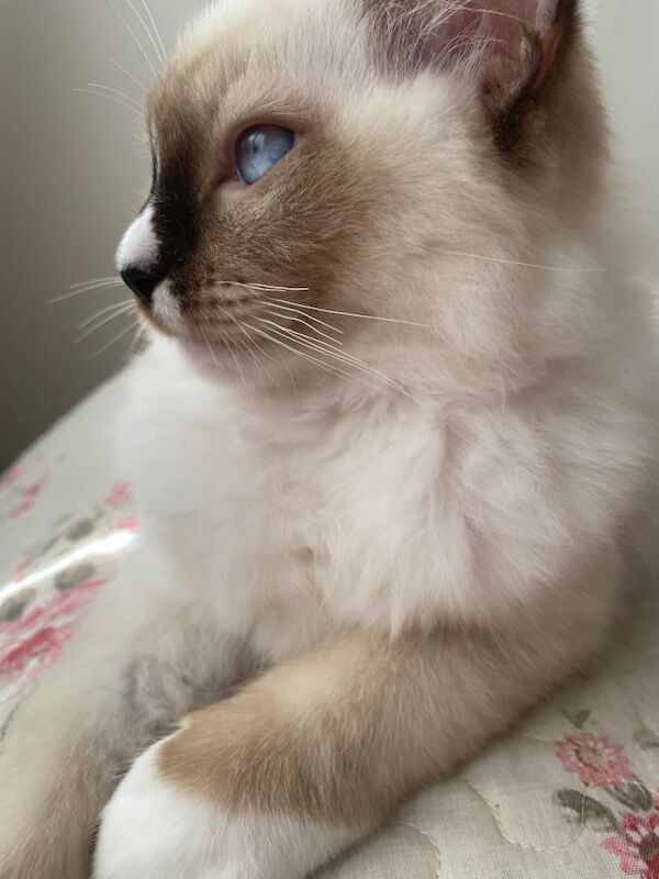 Champion Bloodline Ragdoll GCCF Pedigree Kittens for sale - Image 2 of 3
