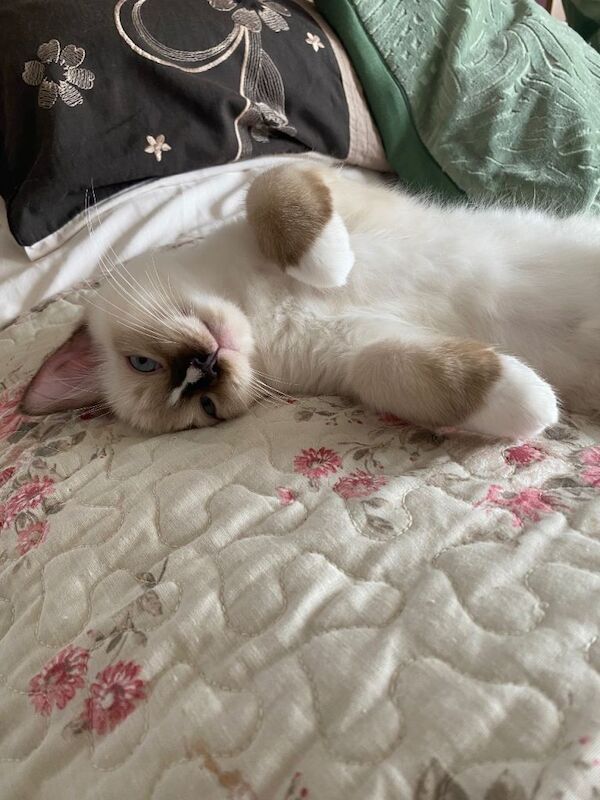 Champion Bloodline Ragdoll GCCF Pedigree Kittens for sale - Image 3 of 3
