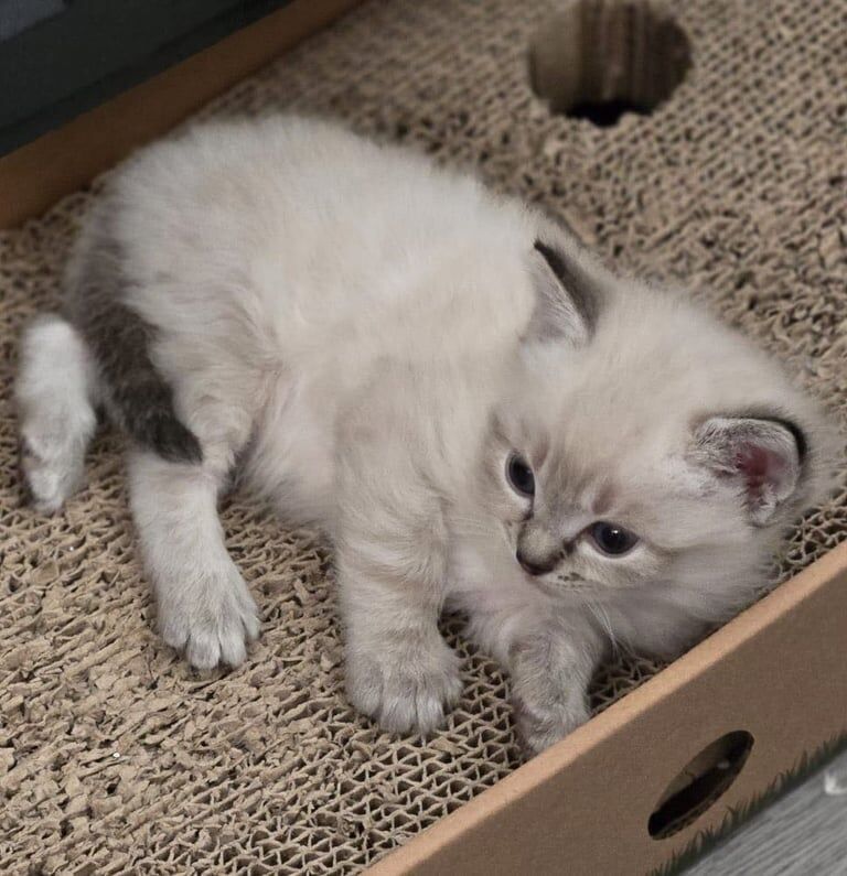 Ragdoll kittens for sale in Colchester, Essex – 5 weeks old