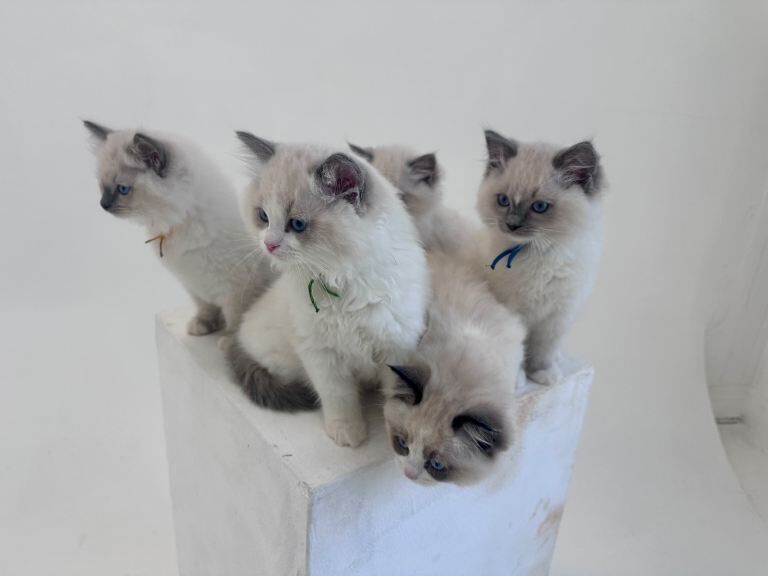 Champion TICA registered Ragdoll kittens - Image 2 of 3
