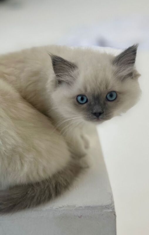 Champion TICA registered Ragdoll kittens - Image 3 of 3