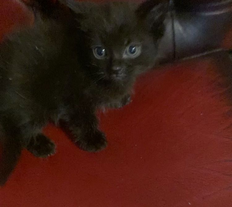 Cheap, cute half-ragdolls for Sale in Heathrow, London