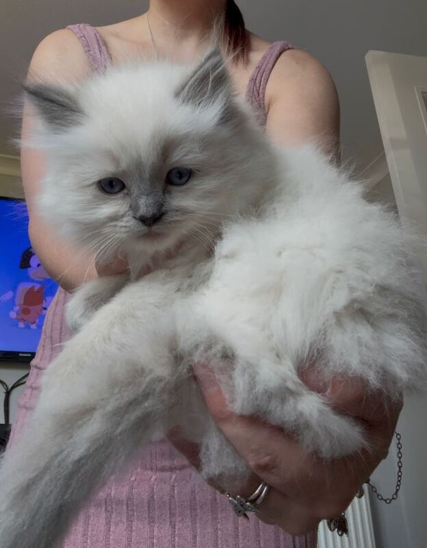Chunky, Fluffy Ragdoll Kittens