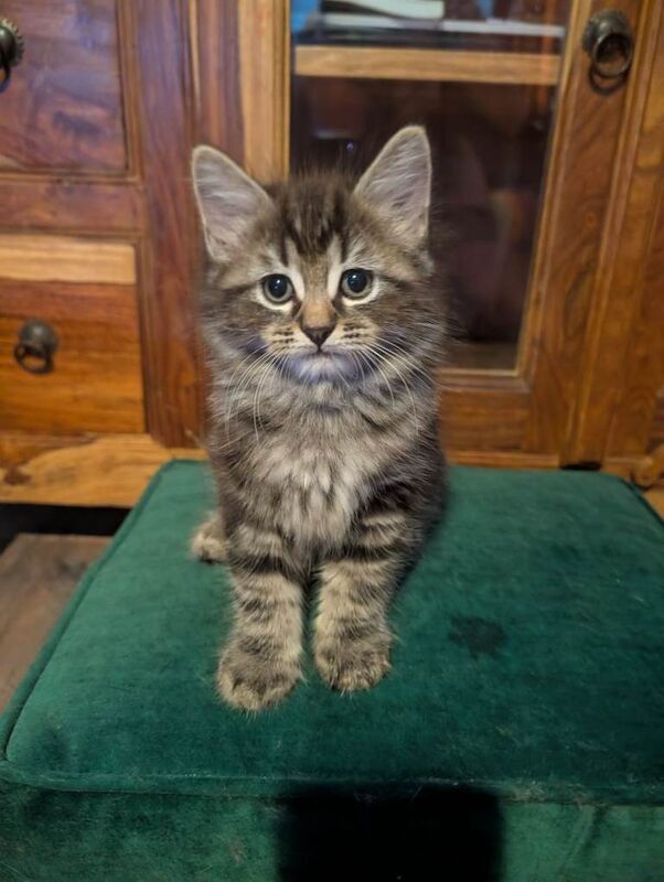 Chunky Ragdoll cross british shorthair kittens ready to go now !