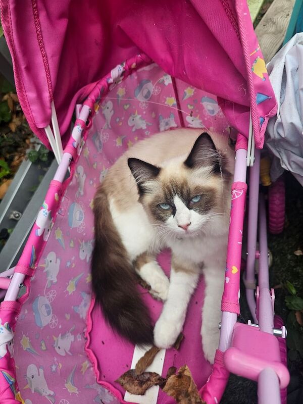 Ragdoll kittens for sale in Barnes, Greater London – 3 months old
