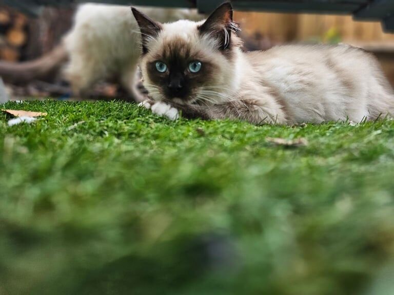 Ragdoll kittens for sale in Barnes, Greater London – 3 months old - Image 2 of 3