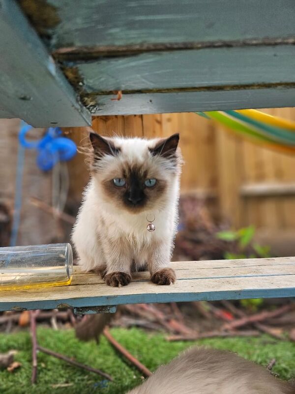 Ragdoll kittens for sale in Barnes, Greater London – 3 months old - Image 3 of 3