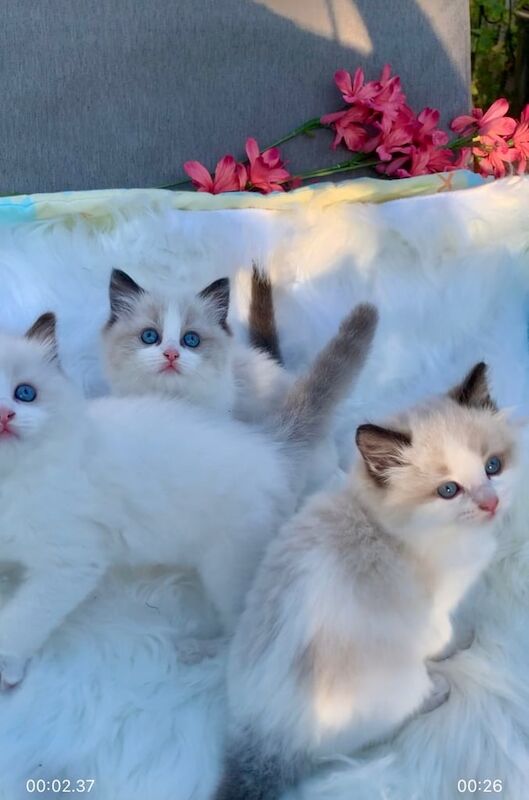 Ragdoll kittens for sale in Ramsgate, Kent – 7 weeks old