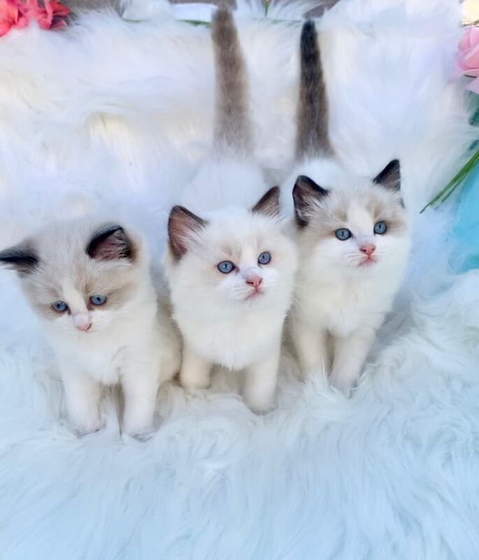 Ragdoll kittens for sale in Ramsgate, Kent – 8 months old - Image 2 of 3