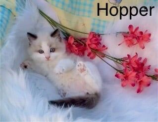 Ragdoll kittens for sale in Ramsgate, Kent – 8 months old - Image 3 of 3