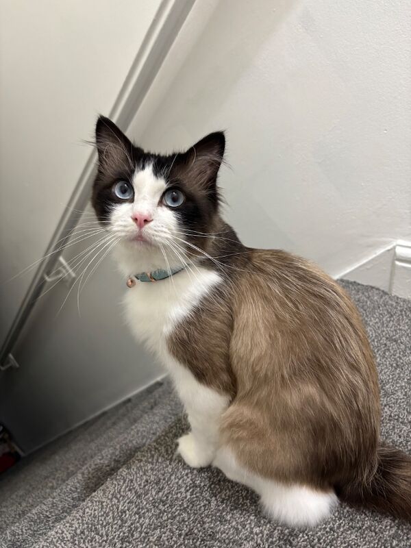Ragdoll Kittens For Sale