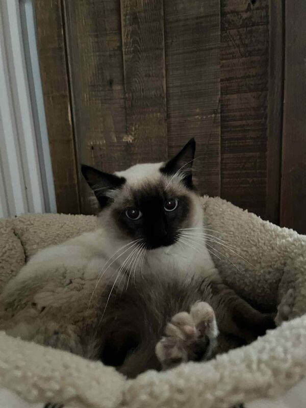 Ragdoll kittens for sale in Market Drayton, Shropshire – 6 months old