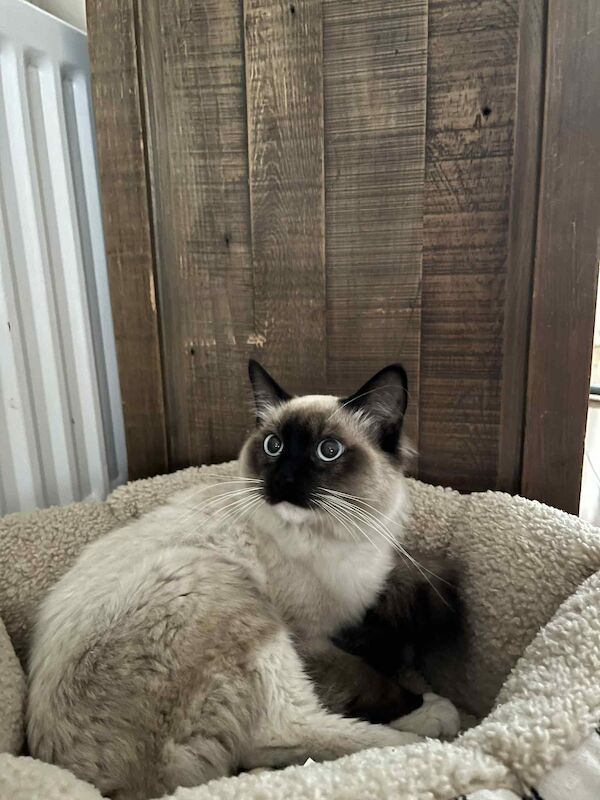 Ragdoll kittens for sale in Market Drayton, Shropshire – 6 months old - Image 2 of 3