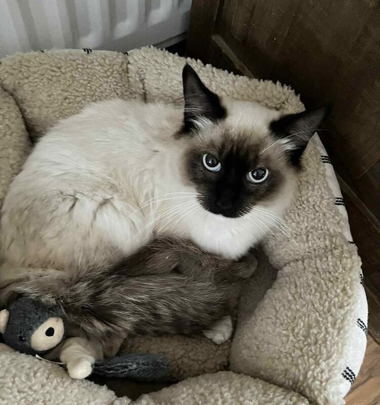 Ragdoll kittens for sale in Market Drayton, Shropshire – 6 months old - Image 3 of 3