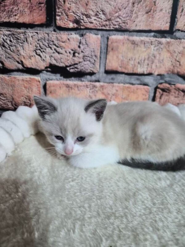 Crossed ragdoll kitten
