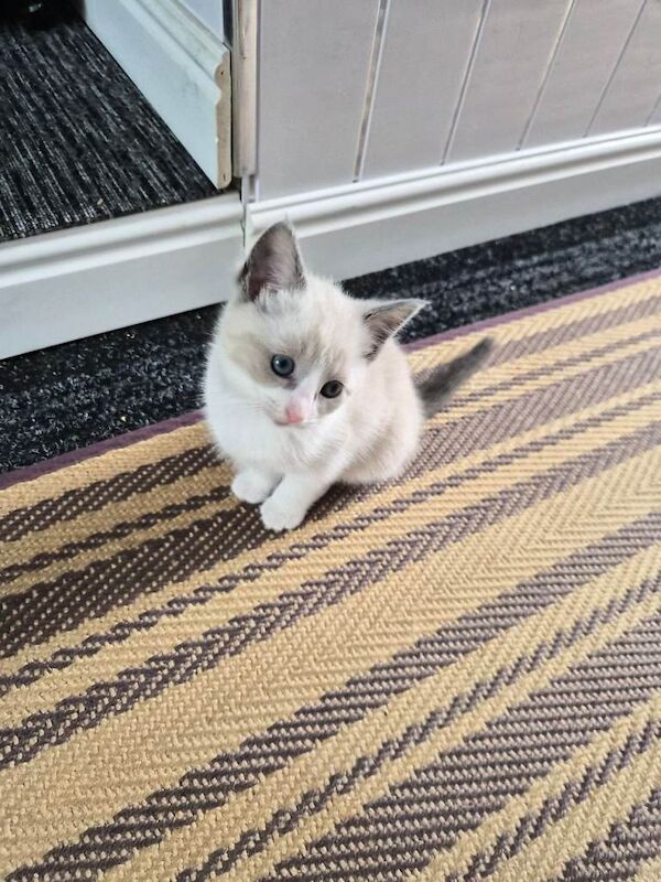 Crossed ragdoll kitten