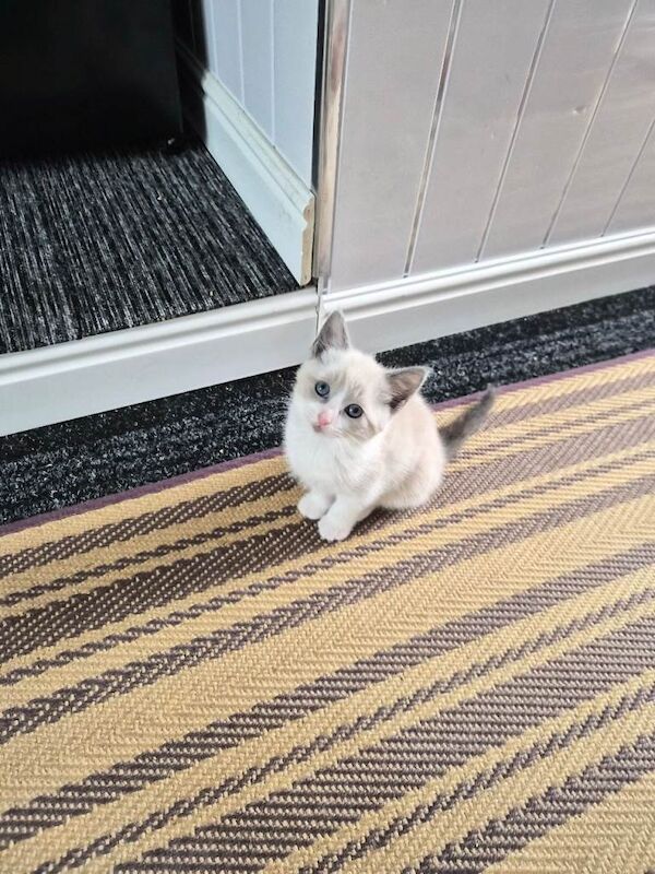 Crossed ragdoll kitten - Image 2 of 4