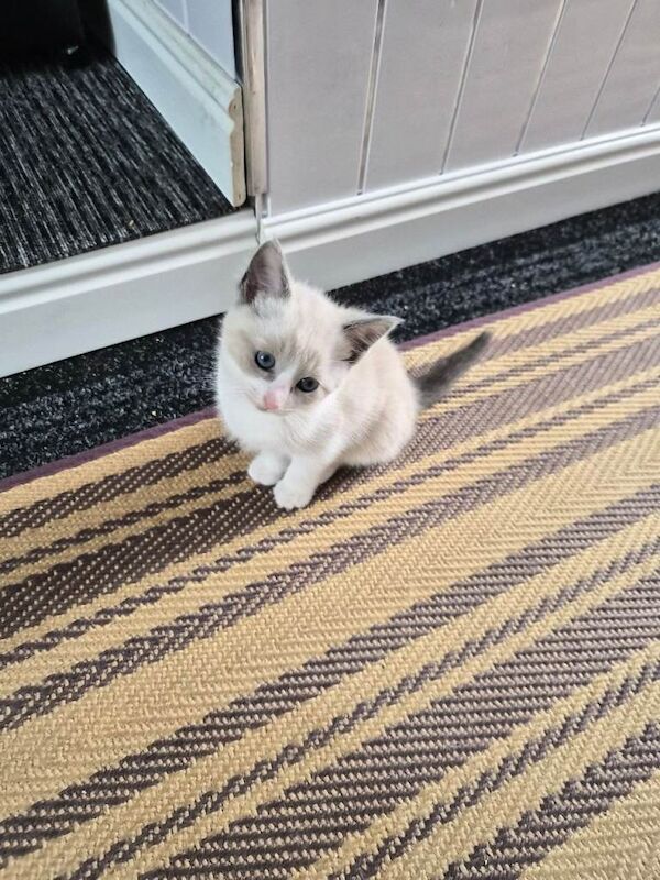 Crossed ragdoll kitten - Image 3 of 4