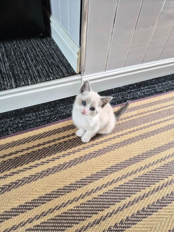 Crossed ragdoll kitten - Image 4 of 4