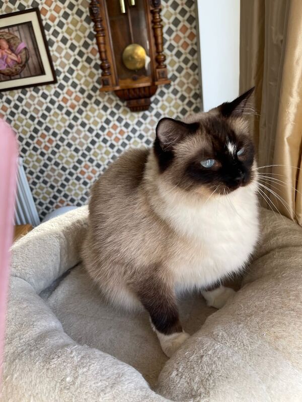 Cuddly and Curious Ragdoll Female for sale in Norbury, Greater London | Image 2