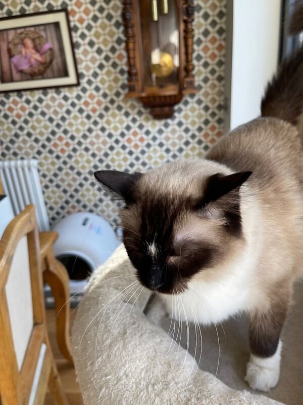 Cuddly and Curious Ragdoll Female for sale in Norbury, Greater London | Image 3