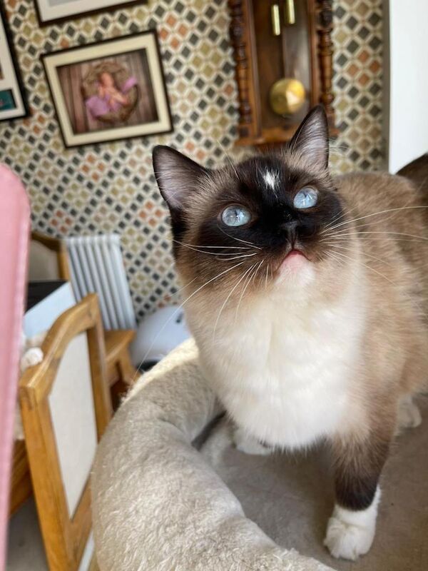 Ragdoll kittens for sale in Norbury, Greater London – 4 years old