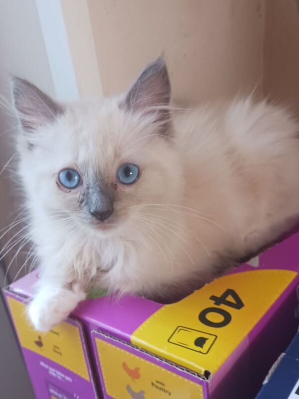 Ragdoll kittens for sale in Chatham, Kent – 8 weeks old