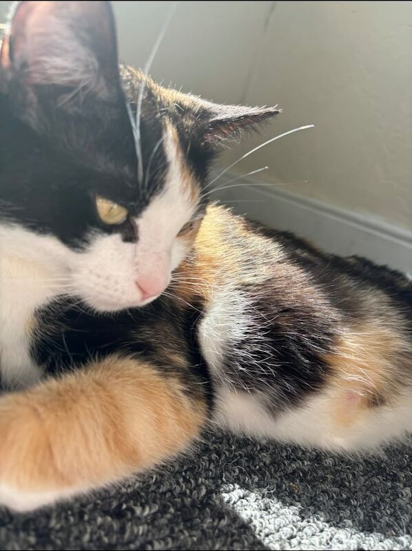 Ragdoll kittens for sale in Heywood, Greater Manchester – 5 years old - Image 3 of 3
