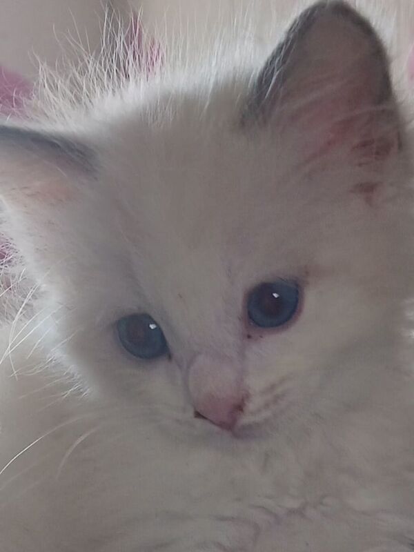 Ragdoll kittens for sale in Chatham, Kent – 11 weeks old - Image 2 of 3