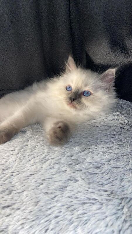 Ragdoll kittens for sale in Dagenham, Greater London – 10 weeks old