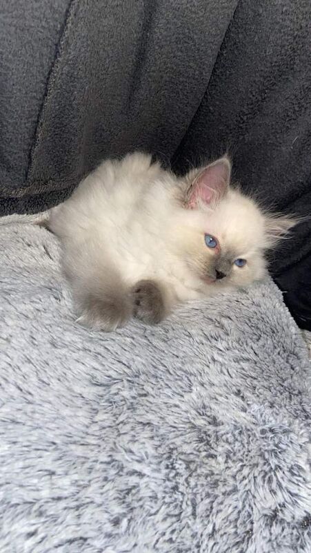 Ragdoll kittens for sale in Dagenham, Greater London – 10 weeks old - Image 2 of 6