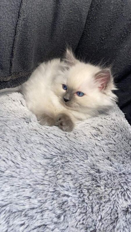 Ragdoll kittens for sale in Dagenham, Greater London – 10 weeks old - Image 3 of 6