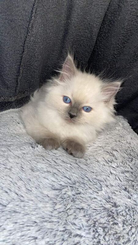 Ragdoll kittens for sale in Dagenham, Greater London – 10 weeks old - Image 4 of 6